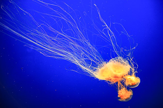 Jellyfish_0065.jpg