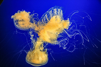 Jellyfish_0068.jpg