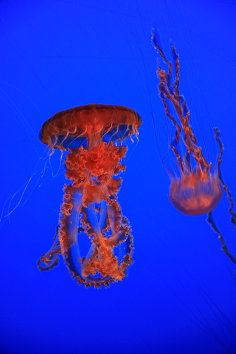 Jellyfish_0070.jpg