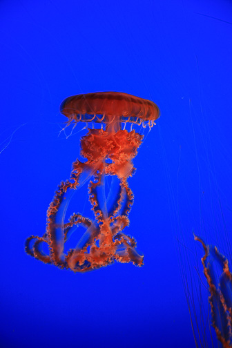 Jellyfish_0072.jpg
