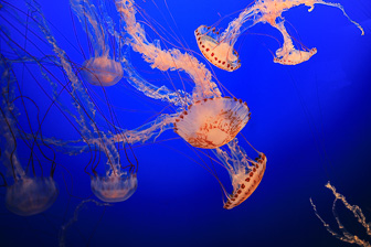 Jellyfish_0074.jpg