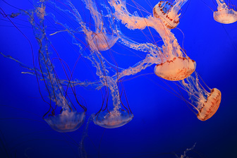 Jellyfish_0075.jpg