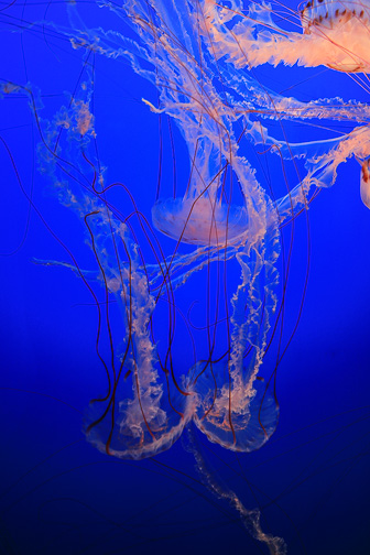 Jellyfish_0076.jpg