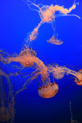 Aquarium Monterey