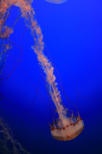 Jellyfish_0078.jpg