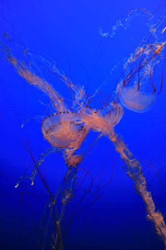 Jellyfish_0079.jpg