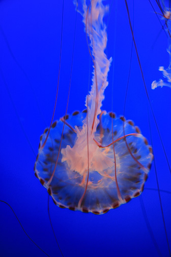 Jellyfish_0080.jpg