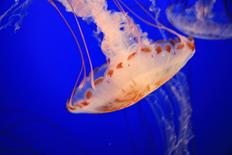 Jellyfish_0082.jpg