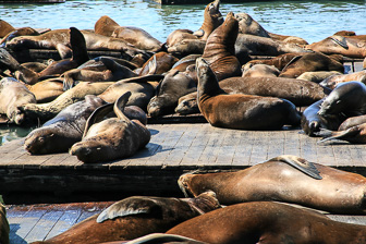 San Francisco San Francisco